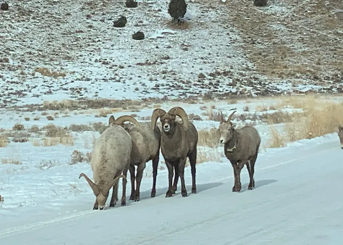 Lodge Teton Teepee